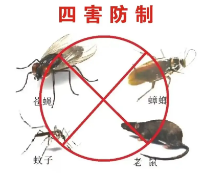 “四害”危害不可輕視！快來(lái)學(xué)習(xí)消滅“四害”